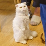 집사의하루 홍대점