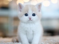 톰앤캣 광명고양이분양