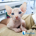 강남고양이분양 스타돌스