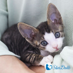 강남고양이분양 스타돌스