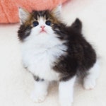 강남고양이분양 스타돌스