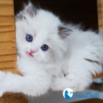 강남고양이분양 스타돌스