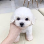 도그웨이 부산점