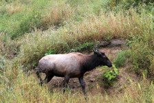 대관령사슴목장