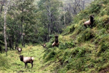 대관령사슴목장