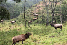 대관령사슴목장