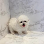도그웨이 부산점