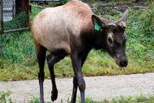 대관령사슴목장