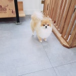 모모펫