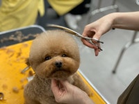 바닐라애견미용학원 광주점