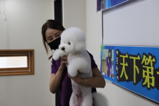 바닐라애견미용학원 광주점