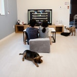 부엉이애견펜션