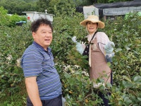 초례봉아로니아농장