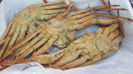 황금알식당