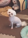 개이쁘다