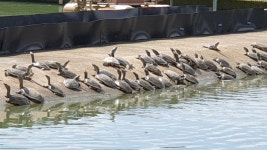 봉강자라팜 자라농장