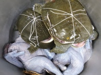 봉강자라팜 자라농장