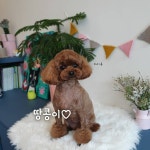 마미몽 펫샵