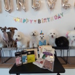 멍블리 용인동백점