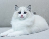 바비돌픽시윙스캐터리
