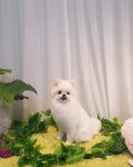 꼬망스펫살롱