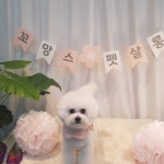 꼬망스펫살롱