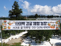 서귀포귤하르방
