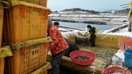 청호미꾸라지양식장