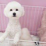비비펫살롱