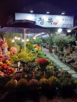 청록