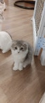 묘랑 고양이 카페