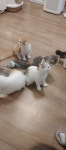 묘랑 고양이 카페