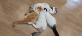 묘랑 고양이 카페