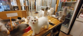 묘랑 고양이 카페