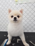강아지이발소