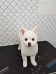 강아지이발소