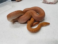 이솝동물메디컬