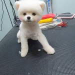 강아지 미용실