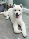 깍독깍dog