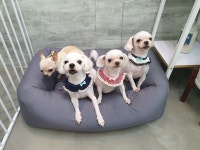 깍독깍dog