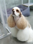 깍독깍dog