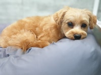 깍독깍dog