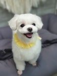 깍독깍dog