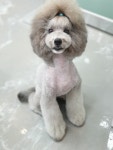 깍독깍dog