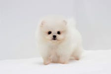 몽냥몽냥 강아지분양 송파점