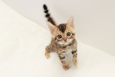 몽냥몽냥 강아지분양 송파점