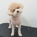 우리집강아지