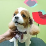핫독