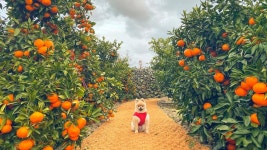 감귤나무숲