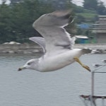 촌닭
